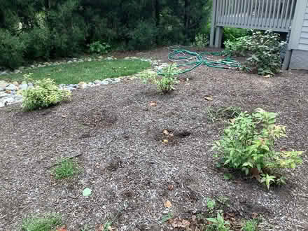 Photo of free Leucothoe shrubs (Newtown Square -) #3