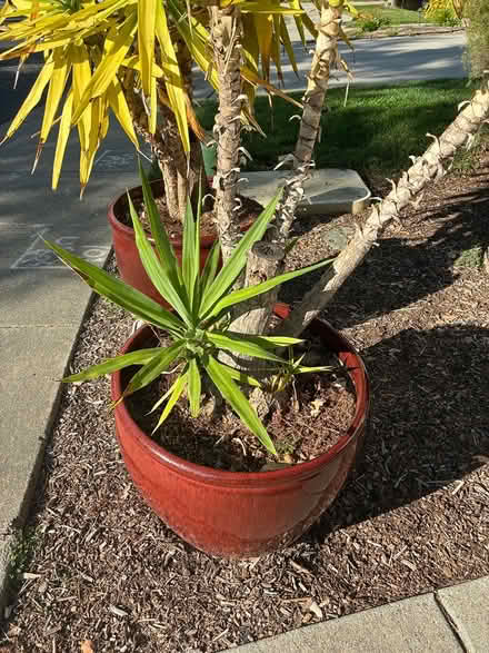 Photo of free Two healthy yucca plants (Novato (Rowe Ranch area)) #2