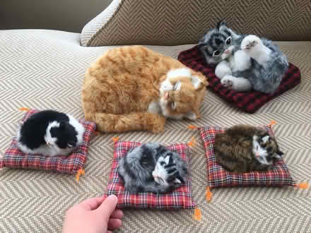 Photo of free Flat Cat Collection (New Bilton CV22) #1
