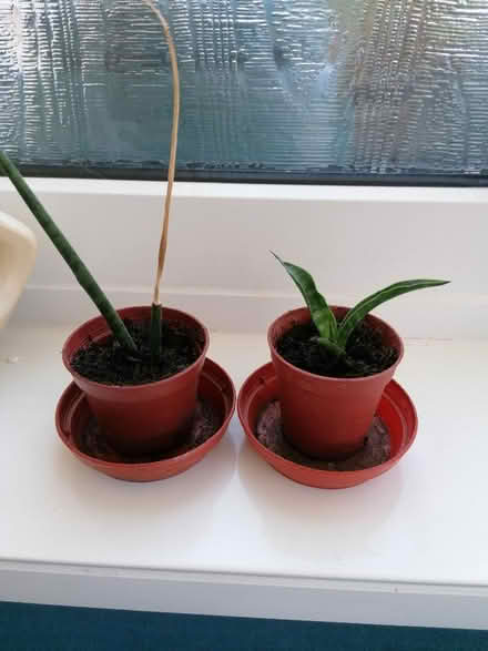 Photo of free Two small sansevieria plants (Langney BN23) #1
