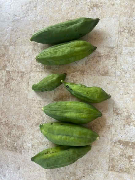 Photo of free Day Lily Seeds Five Pods (CT10) #1