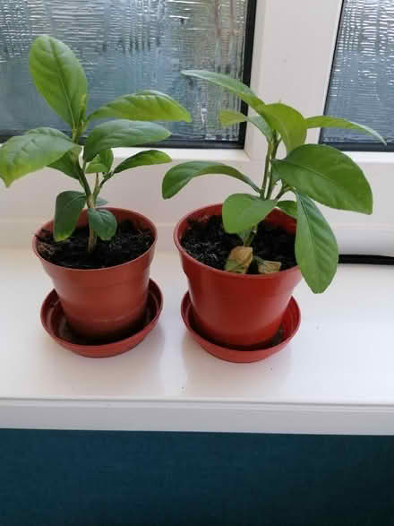 Photo of free Lemon plants (Langney BN23) #1