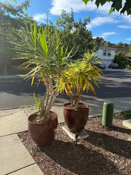 Photo of free Two healthy yucca plants (Novato (Rowe Ranch area)) #4