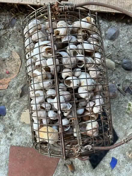 Photo of free Wire container of shells (Orinda) #1