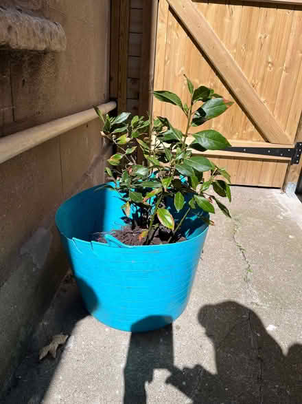 Photo of free Bay shrub bare-rooted (St Andrew's BS6) #1