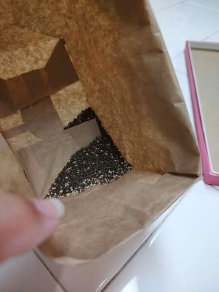 Photo of free Seed heads for Cleome (Odenton) #3