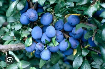 Photo of Damsons (LE9 (Earl Shilton)) #1