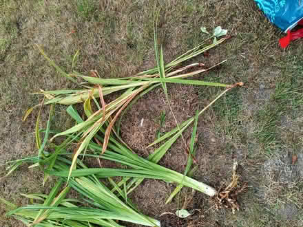 Photo of free Red & orange monbrisha (New Ferry CH62) #1