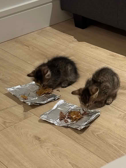 Photo of Recently adopted two kittens (N14dd) #1