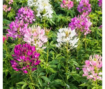 Photo of free Seed heads for Cleome (Odenton) #1