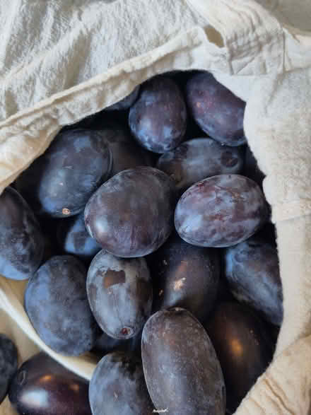 Photo of free Plums! (Burley LS4) #1