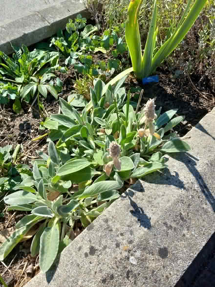 Photo of free Perennial plants (Roffey, Horsham) #1