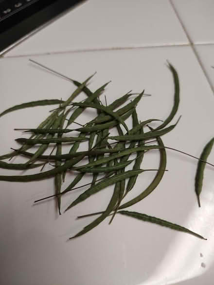 Photo of free Seed heads for Cleome (Odenton) #2