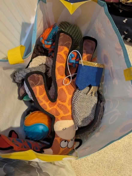 Photo of free Dog stuff (beds, toys, clothes) (Maidstone ME15) #2