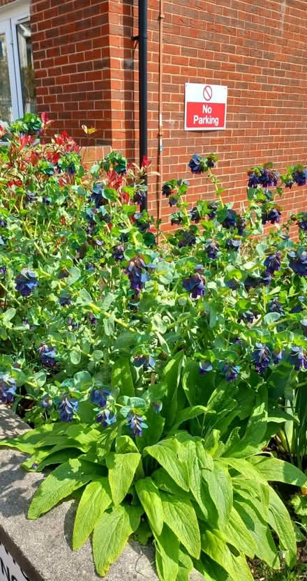 Photo of free Perennial plants (Roffey, Horsham) #2