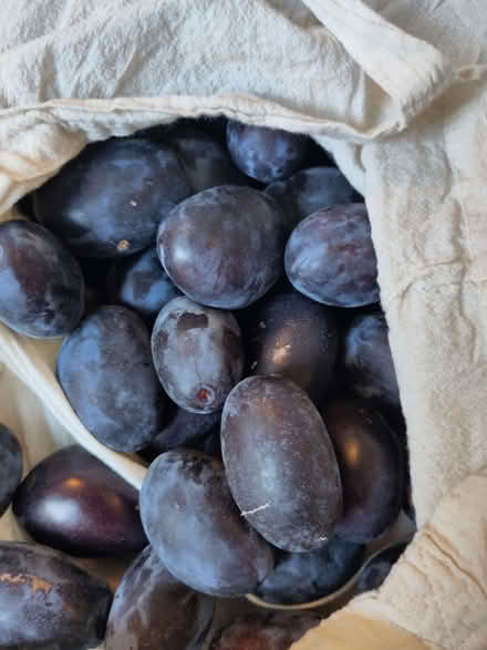 Photo of free Plums! (Burley LS4) #1