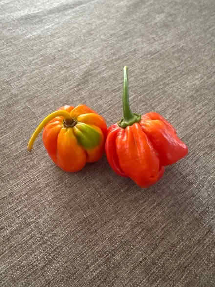 Photo of free Jamaican spicy peppers from garden (Prospect Park, NJ) #1