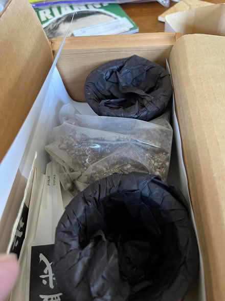 Photo of free Grow a Bonsai Tree Kit (Springfield, Delco) #3