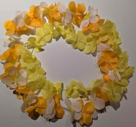 Photo of free Lei (Amherst) #1