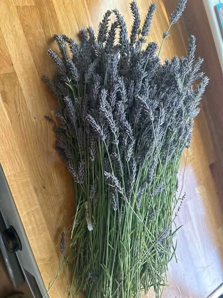 Photo of free Huge bundle of lavender (CH61) #1