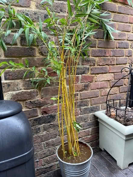 Photo of free willow whips (Eastbourne bn20) #2