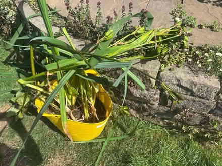 Photo of free Clumps of Pond Iris with Roots (Ilkeston DE7 4B) #1