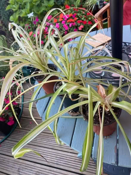 Photo of free Spider Plants -3 (BA11) #1