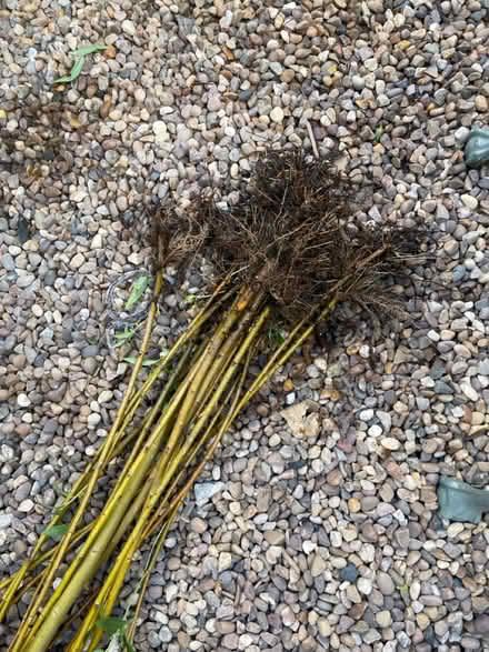 Photo of free willow whips (Eastbourne bn20) #1