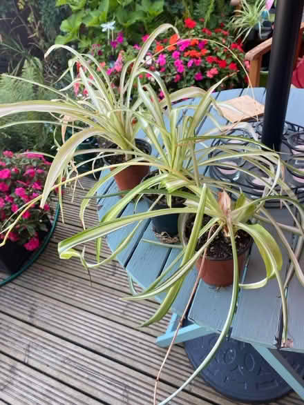 Photo of free Spider Plants -3 (BA11) #2