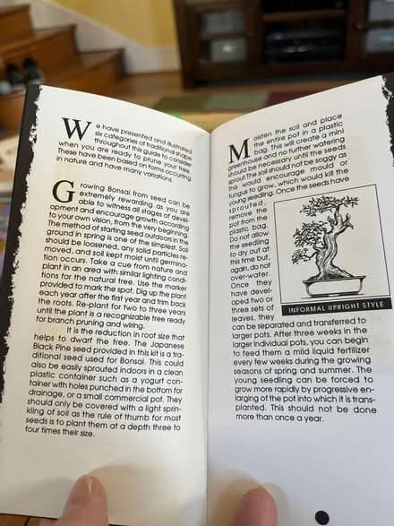 Photo of free Grow a Bonsai Tree Kit (Springfield, Delco) #4