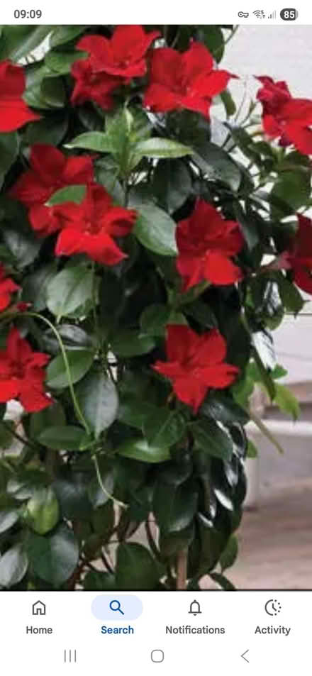 Photo of free Conservatory plant mandavilla red flowers (Clive Vale TN35) #2
