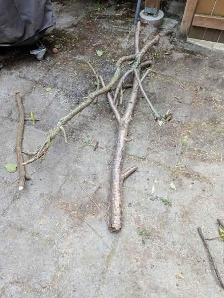 Photo of free Fire wood (Gatewood) #1