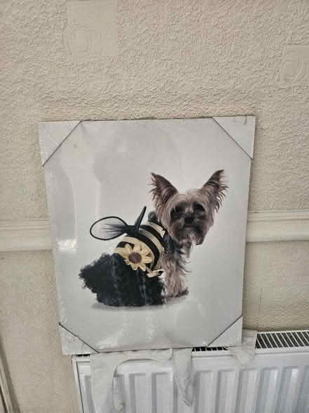 Photo of free Yorkie Canvas (Ashton in Makerfield WN4) #2