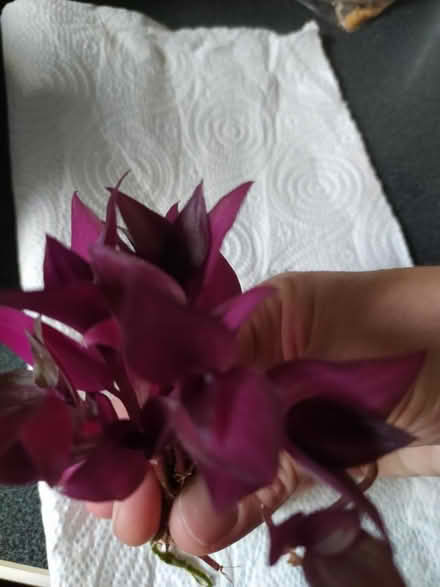 Photo of free Tradescantia plant rooted cuttings (Walkley, S6) #3