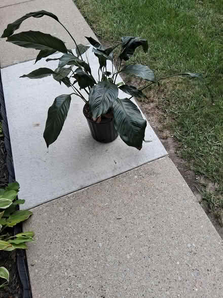 Photo of free peace lily (northwest westland.) #1