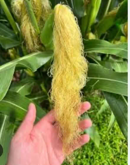 Photo of Corn Silk/Fibres (Mulbarton NR14) #1