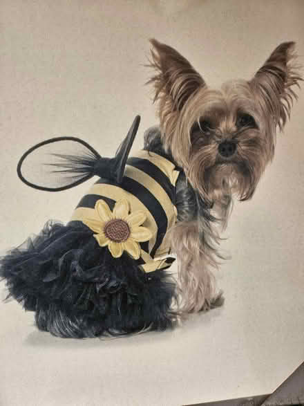 Photo of free Yorkie Canvas (Ashton in Makerfield WN4) #1