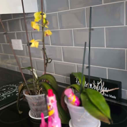 Photo of free Couple healthy orchids and feed (Clive Vale TN35) #1
