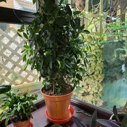 Photo of free Conservatory plant mandavilla red flowers (Clive Vale TN35) #1