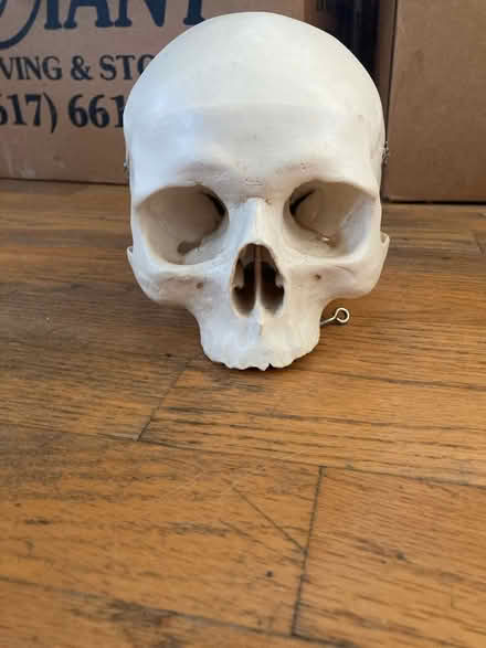 Photo of free Skull (Waltham ma) #1