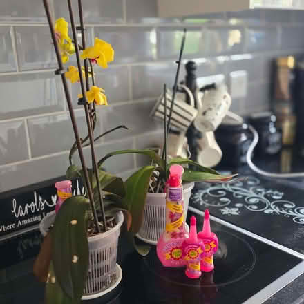 Photo of free Couple healthy orchids and feed (Clive Vale TN35) #2