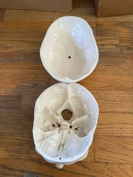 Photo of free Skull (Waltham ma) #2