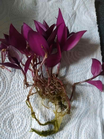 Photo of free Tradescantia plant rooted cuttings (Walkley, S6) #1