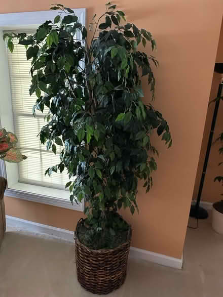 Photo of free Artificial plants (Olney) #3