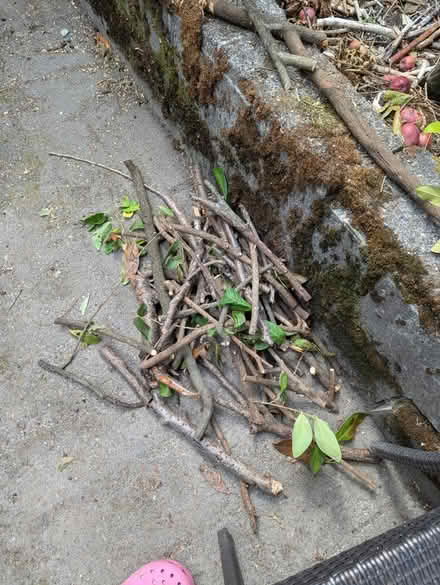 Photo of free Fire wood (Gatewood) #2