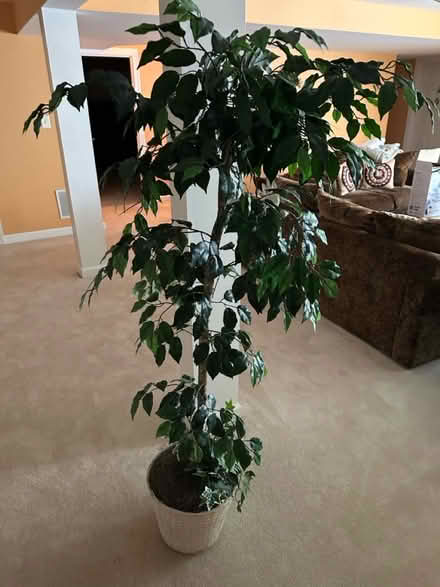 Photo of free Artificial plants (Olney) #2