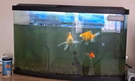 Photo of free Fish tank (Shawbury SY4) #3