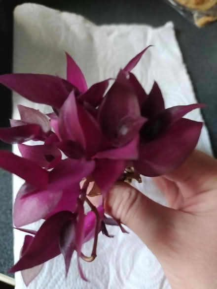 Photo of free Tradescantia plant rooted cuttings (Walkley, S6) #2