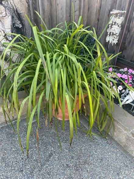 Photo of free Large outdoor orchid (Southgate/Hayward) #1