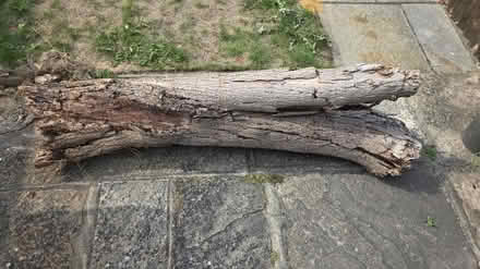Photo of free Tree Trunk (South Darenth DA4) #1